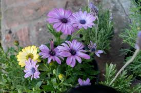 Image result for Dimorphotheca sinuata