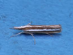 Attēlu rezultāti vaicājumam “Catoptria fulgidella”