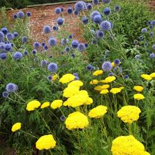 Image result for Achillea filipendulina