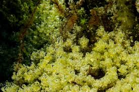 Attēlu rezultāti vaicājumam “Pseudobryum cinclidioides”