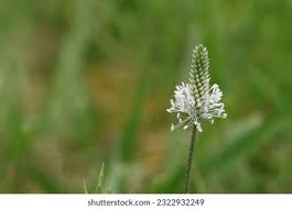 Attēlu rezultāti vaicājumam “Plantago media bud”