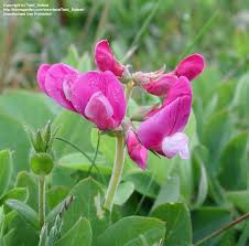 Attēlu rezultāti vaicājumam “Lathyrus japonicus subsp. maritimus flower”