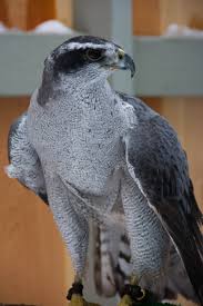 Attēlu rezultāti vaicājumam “Accipiter gentilis”