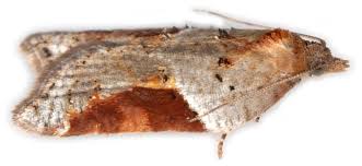 Attēlu rezultāti vaicājumam “Acleris laterana”