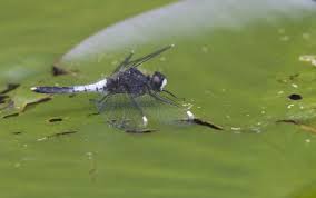 Attēlu rezultāti vaicājumam “Leucorrhinia caudalis male”