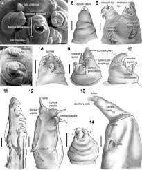 Attēlu rezultāti vaicājumam “Licea pusilla macro”
