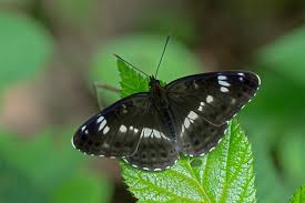 Attēlu rezultāti vaicājumam “Limenitis camilla”