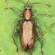 Attēlu rezultāti vaicājumam “Donacia clavipes”