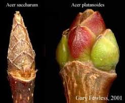 Attēlu rezultāti vaicājumam “Acer saccharinum bud”