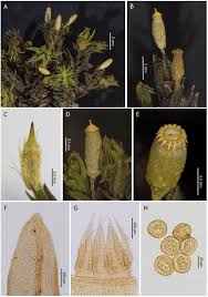 Attēlu rezultāti vaicājumam “Orthotrichum diaphanum sporophyte”