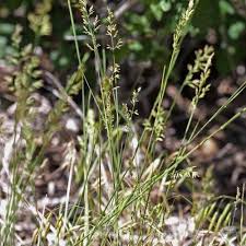 Attēlu rezultāti vaicājumam “Poa compressa leaf”