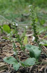 Image result for Veronica officinalis