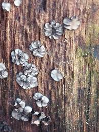 Attēlu rezultāti vaicājumam “Mollisia uda”