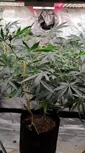 Image result for il_merda.jpg