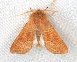 Attēlu rezultāti vaicājumam “Orthosia miniosa”