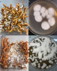 Attēlu rezultāti vaicājumam “Cordyceps”