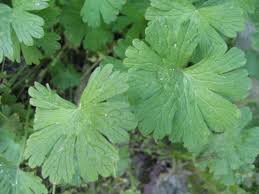 Attēlu rezultāti vaicājumam “Geranium pusillum”