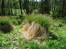 Attēlu rezultāti vaicājumam “Carex appropinquata fruit”