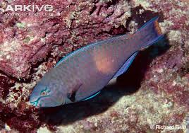 Image result for Scarus fuscopurpureus