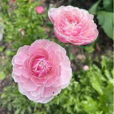 Attēlu rezultāti vaicājumam “Ranunculus mendax flower”