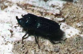 Attēlu rezultāti vaicājumam “Sinodendron cylindricum male”