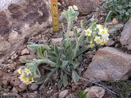 Attēlu rezultāti vaicājumam “Cribraria oregana stalked”