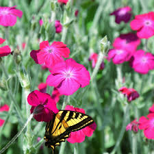 Image result for Lychnis coronaria