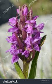 Attēlu rezultāti vaicājumam “Dactylorhiza traunsteineri”