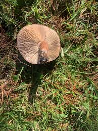 Attēlu rezultāti vaicājumam “Tricholoma sp.”