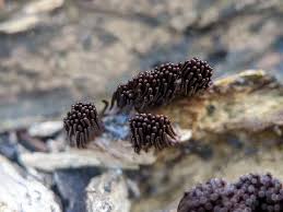 Attēlu rezultāti vaicājumam “Stemonitis fusca var. nigrescens”