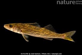 Image result for Sander vitreus