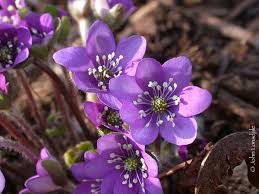 Attēlu rezultāti vaicājumam “Hepatica nobilis”