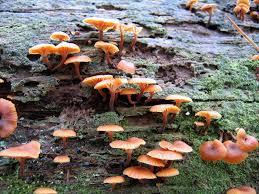 Attēlu rezultāti vaicājumam “Xeromphalina campanella”