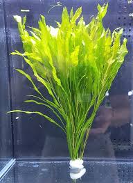 Attēlu rezultāti vaicājumam “Potamogeton perfoliatus flower”