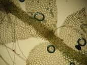 Attēlu rezultāti vaicājumam “Calypogeia sphagnicola”