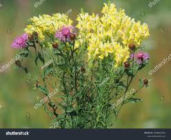 Attēlu rezultāti vaicājumam “Centaurea phrygia bud”