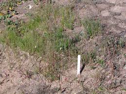 Attēlu rezultāti vaicājumam “Festuca rubra subsp. rubra fruit”