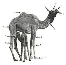 وسائل تحمل الابل العطش والحرارة