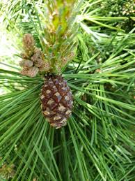 Image result for Pinus cembra