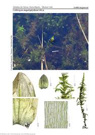 Attēlu rezultāti vaicājumam “Calliergon megalophyllum”