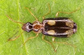 Attēlu rezultāti vaicājumam “Dromius quadrimaculatus”