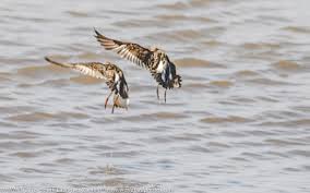 Attēlu rezultāti vaicājumam “Philomachus pugnax adult”