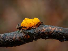 Attēlu rezultāti vaicājumam “Fuligo gyrosa macro”