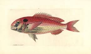 Image result for Pagrus pagrus