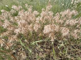 Attēlu rezultāti vaicājumam “Anisantha tectorum fruit”