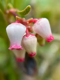 Attēlu rezultāti vaicājumam “Arctostaphylos uva-ursi leaf”