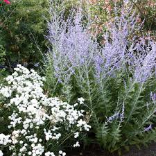 Attēlu rezultāti vaicājumam “Achillea ptarmica fruit”