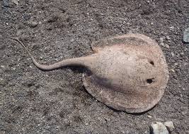 Image result for Styracura pacifica