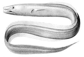 Image result for Conger conger