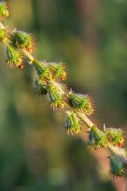 Attēlu rezultāti vaicājumam “Agrimonia eupatoria fruit”
